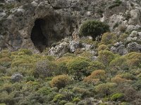GR, Crete, Rethimnon, Frati, Kourtaliotiko Gorge 1, Saxifraga-Willem van Kruijsbergen