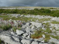IRL, Clare County, The Burren 8, Saxifraga-Kees Laarhoven