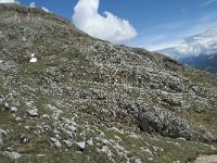 I, Belluno, Livinallongo del Col di Lana, Arabba, Bec de Roces 62, Saxifraga-Annemiek Bouwman
