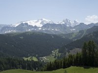 I, Sued-Tirol, Corvara, Col Alt 11, Saxifraga-Willem van Kruijsbergen