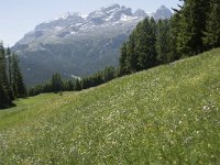 I, Sued-Tirol, Corvara, Col Alt 12, Saxifraga-Willem van Kruijsbergen