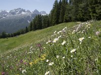 I, Sued-Tirol, Corvara, Col Alt 15, Saxifraga-Willem van Kruijsbergen