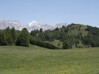 I, Sued-Tirol, Corvara, Col Alt 18, Saxifraga-Willem van Kruijsbergen