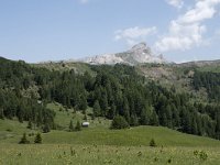 I, Sued-Tirol, Corvara, Col Alt 21, Saxifraga-Willem van Kruijsbergen