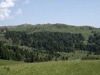I, Sued-Tirol, Corvara, Col Alt 22, Saxifraga-Willem van Kruijsbergen