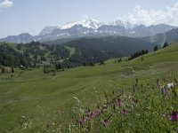 I, Sued-Tirol, Corvara, Col Alt 27, Saxifraga-Willem van Kruijsbergen