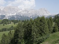 I, Sued-Tirol, Corvara, Col Alt 32, Saxifraga-Willem van Kruijsbergen