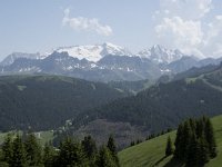 I, Sued-Tirol, Corvara, Col Alt 37, Saxifraga-Willem van Kruijsbergen
