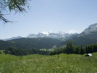 I, Sued-Tirol, Corvara, Col Alt 44, Saxifraga-Annemiek Bouwman