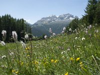 I, Sued-Tirol, Corvara, Col Alt 45, Saxifraga-Annemiek Bouwman