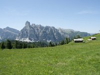 I, Sued-Tirol, Corvara, Col Alt 47, Saxifraga-Annemiek Bouwman