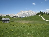 I, Sued-Tirol, Corvara, Col Alt 48, Saxifraga-Annemiek Bouwman