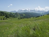 I, Sued-Tirol, Corvara, Col Alt 49, Saxifraga-Annemiek Bouwman