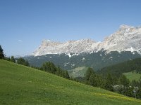 I, Sued-Tirol, Corvara, Col Alt 50, Saxifraga-Annemiek Bouwman