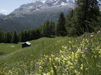 I, Sued-Tirol, Corvara, Col Alt 8, Saxifraga-Willem van Kruijsbergen