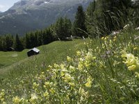 I, Sued-Tirol, Corvara, Col Alt 9, Saxifraga-Willem van Kruijsbergen