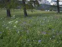 I, Sued-Tirol, Corvara, Kolfuschg 13, Saxifraga-Willem van Kruijsbergen