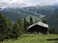 I, Sued-Tirol, Corvara, Kolfuschg, Ciamplo 12, Saxifraga-Willem van Kruijsbergen