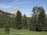 I, Sued-Tirol, Corvara, Kolfuschg, Ciamplo 13, Saxifraga-Willem van Kruijsbergen
