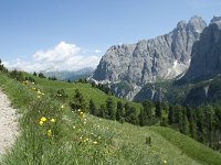 I, Sued-Tirol, Corvara, Kolfuschg, Ciamplo 17, Saxifraga-Annemiek Bouwman