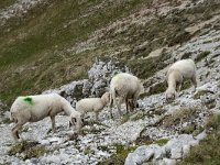 I, Sued-Tirol, Corvara, Naturpark Puez-Geisler 48, Saxifraga-Willem van Kruijsbergen