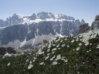 I, Sued-Tirol, Corvara, Naturpark Puez-Geisler, Forcella Cier 10, Saxifraga-Willem van Kruijsbergen