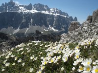 I, Sued-Tirol, Corvara, Naturpark Puez-Geisler, Forcella Cier 37, Saxifraga-Annemiek Bouwman