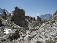 I, Sued-Tirol, Corvara, Naturpark Puez-Geisler, Forcella Cier 41, Saxifraga-Annemiek Bouwman
