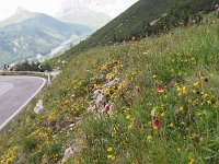 I, Sued-Tirol, Wolkenstein, Pordoi Pass 5, Saxifraga-Hans Dekker