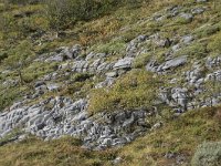 N, More og Romsdal, Fraena, Trollkyrkja 44, Saxifraga-Willem van Kruijsbergen