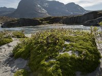 N, More og Romsdal, Rauma, Alnesvatnet 4, Saxifraga-Willem van Kruijsbergen