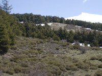 E, Granada, Monachil, Pradollano 43, Pico Veleta, Saxifraga-Willem van Kruijsbergen
