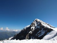 CH, Bern, Grindelwald, Jungfraujoch 1, Saxifraga-Bart Vastenhouw