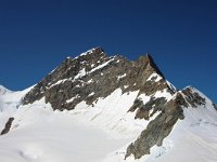 CH, Bern, Grindelwald, Jungfraujoch 2, Saxifraga-Bart Vastenhouw
