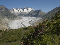 CH, Wallis, Riederalp, Grosser Aletschgletscher 4, Saxifraga-Willem van Kruijsbergen