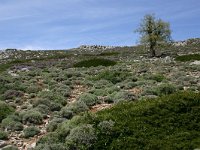 E, Cadiz, Ronda, Sierra de las Nieves 10, Saxifraga-Dirk Hilbers