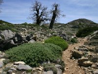 E, Cadiz, Ronda, Sierra de las Nieves 13, Saxifraga-Dirk Hilbers