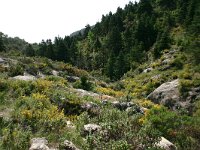 E, Cadiz, Ronda, Sierra de las Nieves 2, Saxifraga-Dirk Hilbers