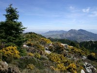 E, Cadiz, Ronda, Sierra de las Nieves 3, Saxifraga-Dirk Hilbers