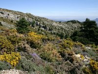 E, Cadiz, Ronda, Sierra de las Nieves 4, Saxifraga-Dirk Hilbers