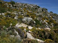 E, Cadiz, Ronda, Sierra de las Nieves 5, Saxifraga-Dirk Hilbers