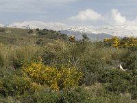 E, Granada, Orgiva, Sierra de Lujar 2, Saxifraga-Jan van der Straaten