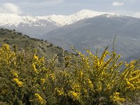 E, Granada, Orgiva, Sierra de Lujar 5, Saxifraga-Jan van der Straaten