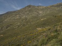 E, Granada, Orgiva, Sierra de Lujar, Olias 1, Saxifraga-Willem van Kruijsbergen