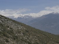 E, Granada, Orgiva, Sierra de Lujar, Olias 18, Saxifraga-Willem van Kruijsbergen