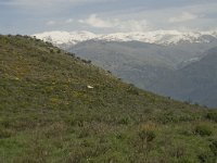 E, Granada, Orgiva, Sierra de Lujar, Olias 2, Saxifraga-Willem van Kruijsbergen