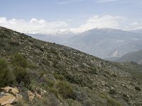 E, Granada, Orgiva, Sierra de Lujar, Olias 25, Saxifraga-Willem van Kruijsbergen