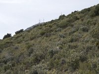 E, Granada, Orgiva, Sierra de Lujar, Olias 27, Saxifraga-Willem van Kruijsbergen