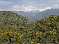 E, Granada, Orgiva, Sierra de Lujar, Olias 5, Saxifraga-Willem van Kruijsbergen