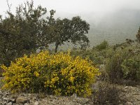 E, Malaga, El Burgo, Sierra de las Nieves 23, Saxifraga-Willem van Kruijsbergen